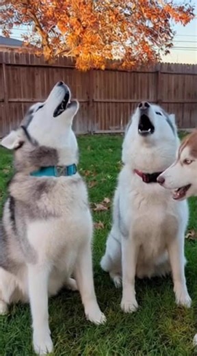 Cute Huskies Howling