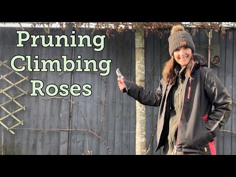 How to Winter Prune Climbing Roses