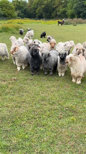 3.3K views · 134 reactions | We are Colored Angora Goat Breeders!!!…23 more to shear tomorrow ….will be done until spring…can’t wait to touch the remaining curls….long day tomorrow but we will get it done!!! 臨臨 #2hf #hickoryhillfiberfarm #fiberfarm #farmlife #farmers #farming #coloredangoragoats #angoragoats #mohair #cagba #naturalfibers #proud #determined #universe #blessed | Todd Smith | Facebook