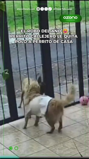 EL ROBO DEL AÑO 😆 PERRITO CALLEJERO LE QUITA POLO A PERRITO DE CASA Un perro de casa estaba jugando por la reja con uno de la calle, y cuando se descuidó, el perrito callejero le robo el abrigo y se fue. Ya no se puede confiar en nadie.😆😆 #tiktok #viral #ozonotv #paratii #perrito