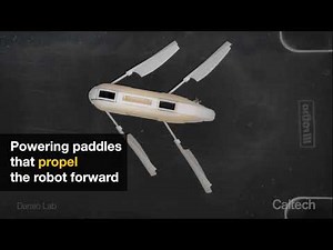 Motorless Self-Propelled Robots