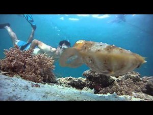 Mantis Shrimp and Cuttlefish