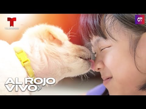 Zoonosis: alertan por peligrosas enfermedades que animales pueden transmitir