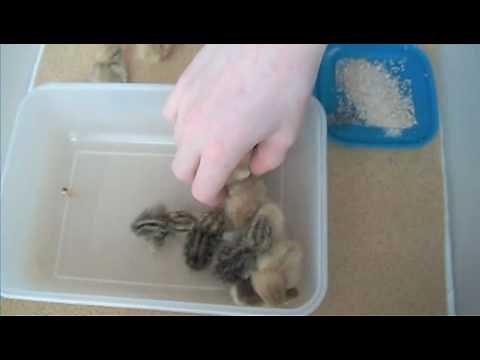 Rearing / Raising / Brooding Chinese Painted Quail (Button Quail)