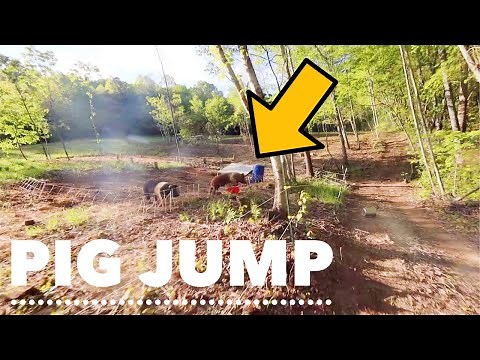 Never Before Seen | 175 Pound Pig Jumps My Fence