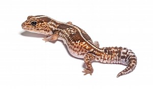 African Fat-Tailed Gecko Prices in 2024: Purchase Cost, Supplies, Food, and More!