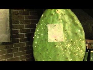 Cochineal Insect Dye