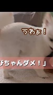 横取りしてお父さんに怒られる妹犬と、優しい兄犬
