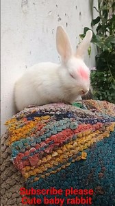 cute baby rabbit #cutebaby #viralvideo #business #bunny #youtubeshorts #funnyshorts #trend #cutean