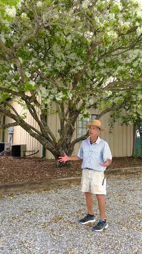 This is our breathtaking Chinese Fringe tree or Chionanthus retusus. Well over 20 years old, this tree has shown its resilience to weather and pruning to become one of the loveliest features on our property. Perfect for a backyard garden or a formal centerpiece, this tree can kept 10-15 feet with pruning, or allowed to grow to its full stature. #chinesefringetree #fringetree #chionanthusretusus #tree #smalltree #gardening #garden #plant #native | Petals From The Past