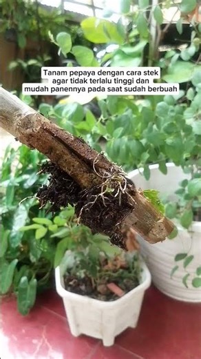 Tanam pepaya dengan cara stek agar tidak terlalu tinggi dan mudah panennya pada saat sudah berbuah