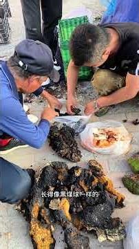 Uncover the Ancient Roots of Ginseng in My Village Life