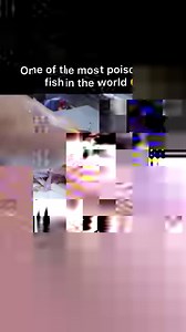 7.1M views · 10K reactions | Poison… poison… tasty fish! ☠️ Would you try it? 路‍♂️ | Foodporn | Facebook