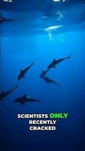 There’s a REAL alien language on Earth… and we can’t hear it 👽🌊