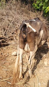 Cow pooping  #short video #viral | Village.life | Facebook