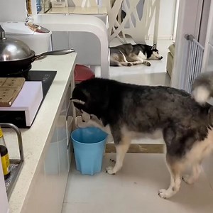 557K views · 7.1K reactions | When you raise a scheming dog: 藍藍藍 #Dogs #CuteDogs #LoveDog #SmartDogs Join my group :  Dog Lovers  . Thank you so much ❤ | Dogs World | Facebook