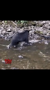 36K views · 229 reactions | Black bear in process of passing parasites (broad fish tapeworm) | Raw and savage. | Facebook
