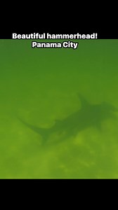 We saw a beautiful hammerhead on our tour yesterday!! #hammerhead #sharks #shark #panamacity #panamacitybeachflorida #PCB #florida #marinelife | Shell Island Dolphin Tours LLC