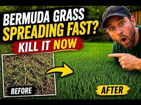 Bermuda Grass Spreading Fast? Kill It Without Damaging St. Augustine