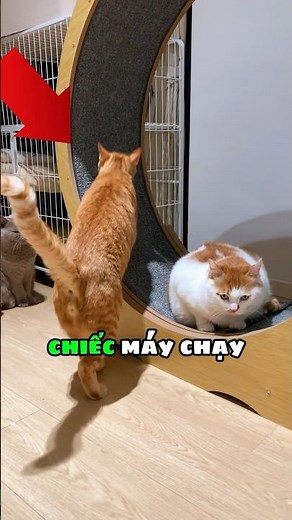 This yellow cat made a mistake before the white cat 😾