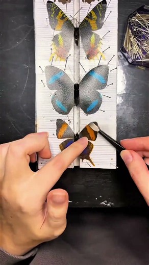 It Has Tails Like a Swallowtail… But It's Not 😳🦋