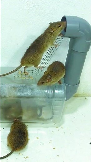 Best humane mouse trap idea easy to make #mousetrap #diy #mouse #animals