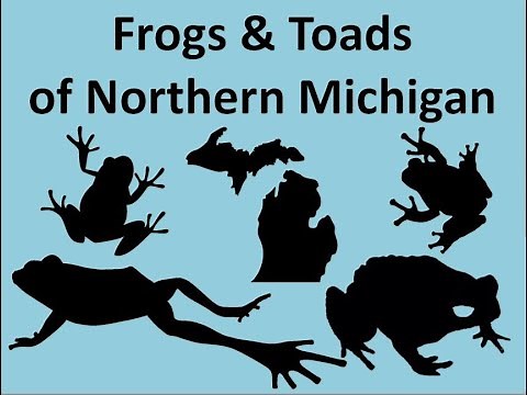 The Frogs & Toads of Northern Michigan
