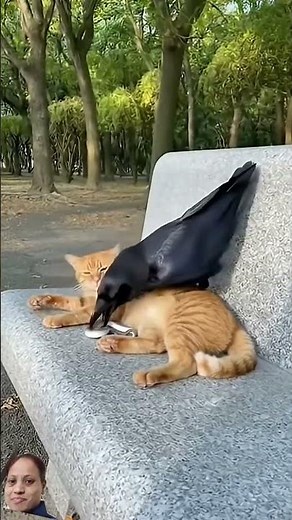 Raven Pranks Sleeping Cat with a Snake on Park Bench |