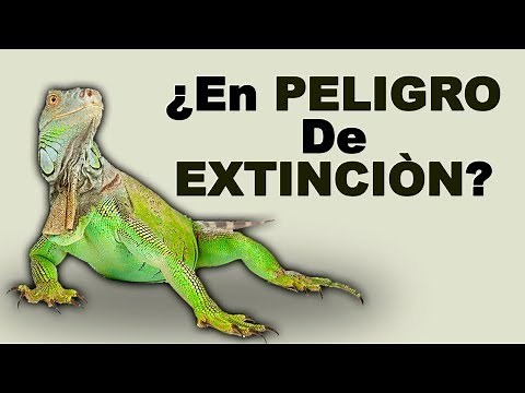 🦎 Are iguanas endangered and can they be domesticated? - Wild Animals