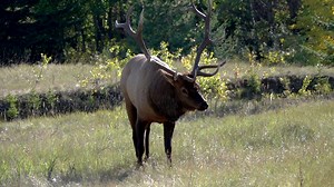 39K views · 1.5K reactions | Bull Elk - Large bull elk grazing and keeping an eye on his harem. Video by Donna. Alberta. Canada. | Duane Starr Photography | Facebook