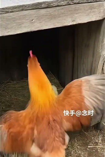 #funny #一起玩耍一起成长真好呀 #aishorts #cute #孩子就是拿来玩的