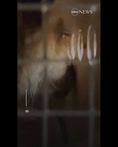 Lion cubs orphaned during war in Ukraine arrive at Minnesota animal sanctuary