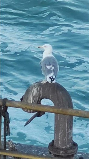 Sea Bird Ship #shipship