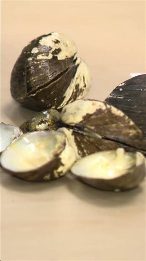 Pennsylvania's freshwater mussels see revival through conservation efforts