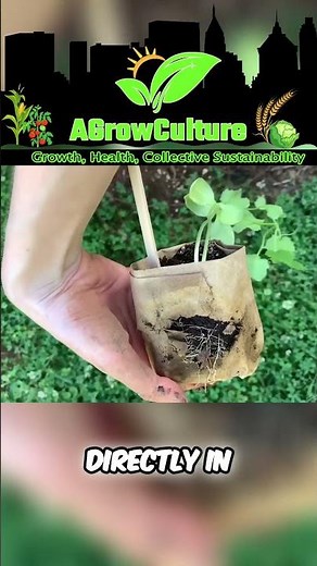 DIY Newspaper Seed Pots: Eco-Friendly Gardening Hack