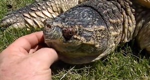 Is This a Snapping Turtle or a Pet Dog?