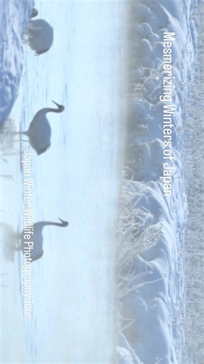 Red Crown Crane Roosting in Setsuri River at Otowa Bridge, Hokkaido, Japan Captured during our Japan Winter Wildlife Photography Tour . . . #travelwiththelensindia #travelwithkiranjoshi #redcrownedcrane #otowabridge #setsuririver #tsuruimura #kushiro #japanwinter2026 #naturelovers #winterwonderland | Kiran Joshi