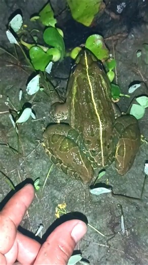 Funny COMEDY Video of Cute Frogs and Toads