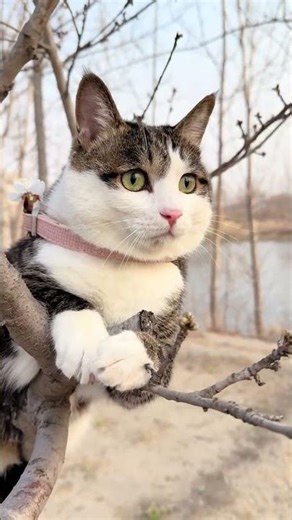 Adorable Kitten's Spring Adventure