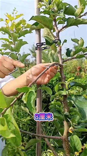 M-shaped branch splitter for angled branch pulling! #FruitTreeBranchPulling #FruitTree branch puller