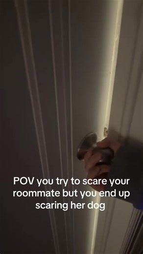 Poor Weenie #weeniedog #scared | dogs