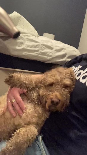 Is this dog normal? #barlowthecockapoo #dogbath #crazydog #dogsoftiktok #cockapoo #funnyanimals #beautifullife #fridaynight #cute #fyp #fy #foryou #dogshower