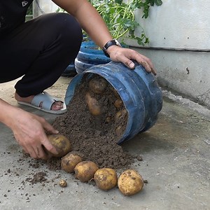 How to Grow Potatoes at Home Easy Guide | H&H Balcony & Garden