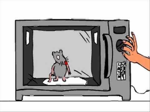 Rat in the microwave