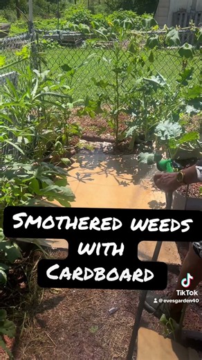 Stop Pulling Weeds! How to Smother Weeds FOREVER with cardboard. #weed #notillgardening