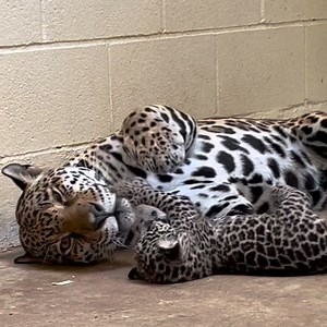 Watch this! Our jaguar cub and mom, Philly, are enjoying some playtime in their den. #KeeperCam #AlexandriaZoo #JaguarCub #PhillyTheJaguar #ZooBabies #BigCats #AlexandriaZooCub #AlexandriaLA | Alexandria Zoological Park