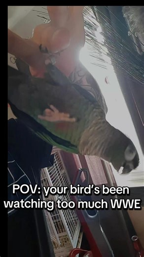 Average WWE fan 🦜