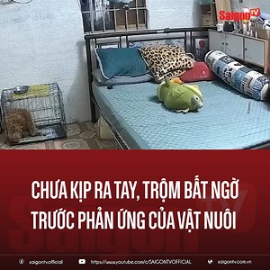 Một đoạn clip từ camera an ninh trong một căn phòng đang khiến nhiều người không khỏi tò mò và bàn tán. Nhân vật chính không phải là con người, mà là một chú chó với biểu hiện “hợp tác” đến khó tin trong một tình huống chẳng mấy ai ngờ tới Nguồn Hóng đường phố #TromTaiSan #KeGian #DaoChich #tintucSaigonTV #SaigonTV #CameraNong #congdongSaigonTV #tintuc | SaigonTV