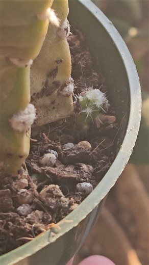 Domino Cactus Pup
