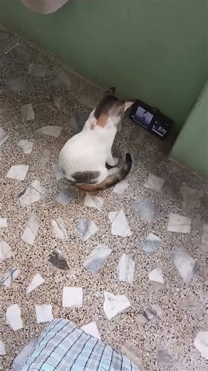 cat got interrupted by ads 😂 #song